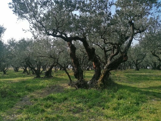 Oliveto via Masua sud Oliveto via Masua sud