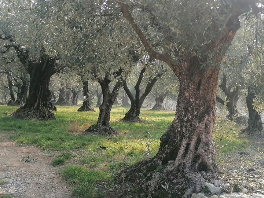 in discesa per Pedemonte in discesa per Pedemonte