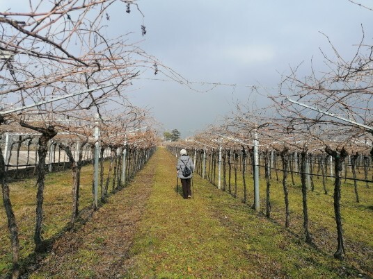 per Crosara vigneti per Crosara vigneti