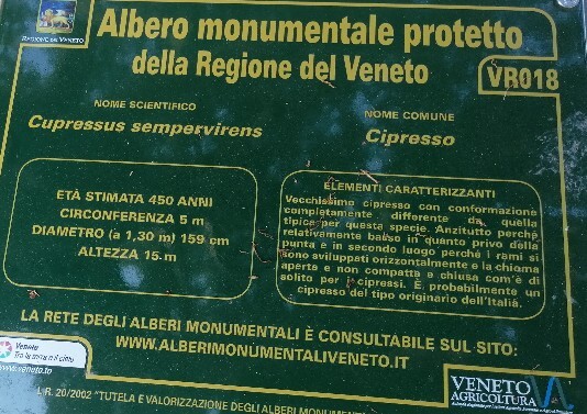 cipresso centenario suggestioni