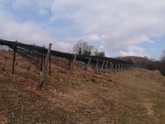 tratto uscita percorso trincee Monte Cimo Vigneti tratto uscita percorso trincee Monte Cimo Vigneti
