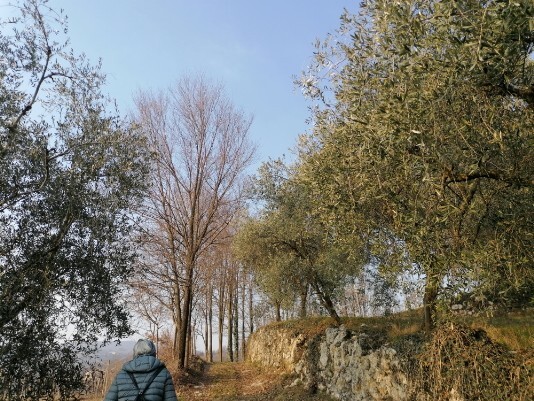Stradina a sinistra Muri a secco Ulivi e vigneti Stradina a sinistra Muri a secco Ulivi e vigneti