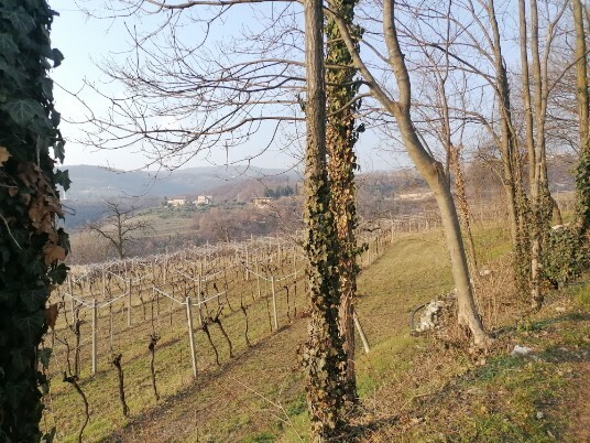 Stradina a sinistra Muri a secco Ulivi e vigneti Stradina a sinistra Muri a secco Ulivi e vigneti
