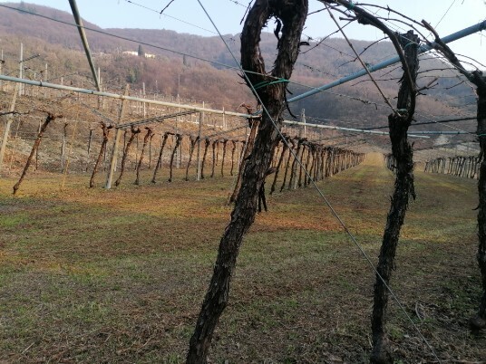 Vigneti strada per Villa Gazzola Vigneti strada per Villa Gazzola