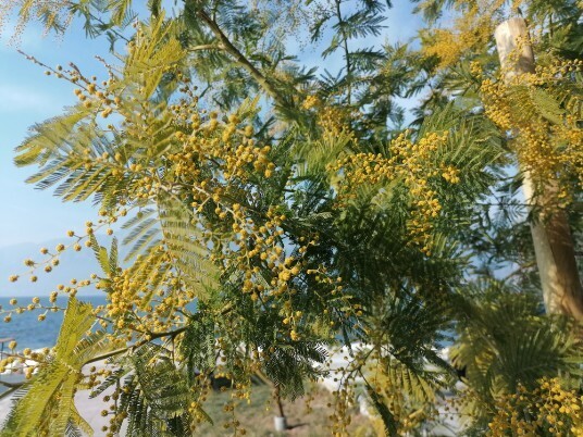 mimose in fiore 6 febbraio 2022 Castelletto di Brenzone mimose in fiore 6 febbraio 2022 Castelletto di Brenzone