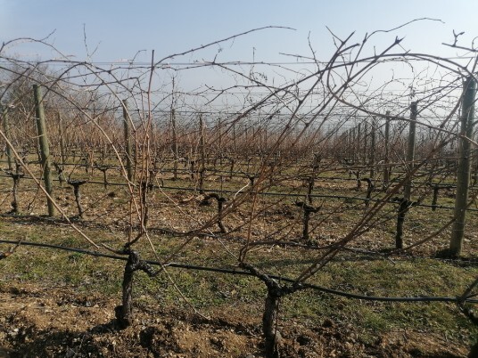 Vigneti Monte Solane Vigneti Monte Solane