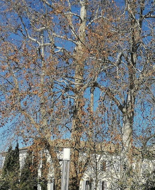 alberi lungolago Bardolino alberi lungolago Bardolino