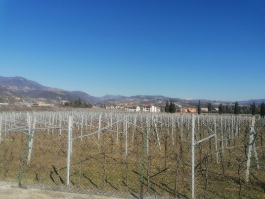 vigneti Valpolicella Fumane vigneti Valpolicella Fumane