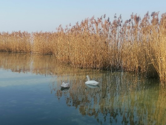 Lungolago Peschiera - cappuccini-Bergamini Lungolago Peschiera - cappuccini-Bergamini