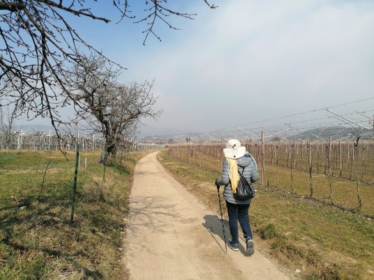 stradina sterrata in mezzo ai vigneti per Ca' dell'Ebreo stradina sterrata in mezzo ai vigneti per Ca' dell'Ebreo