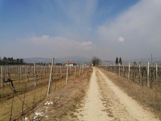 stradina sterrata in mezzo ai vigneti per Ca' dell'Ebreo stradina sterrata in mezzo ai vigneti per Ca' dell'Ebreo