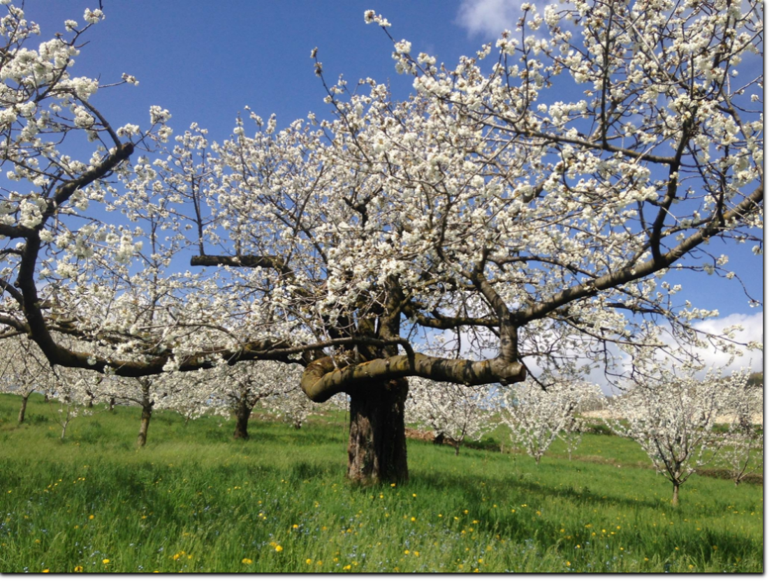 ciliegi in fiore