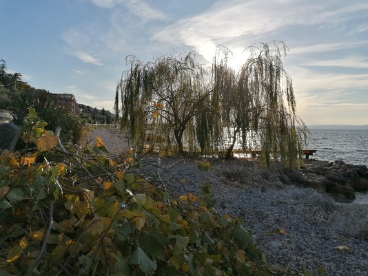alberi e riflessi al tramonto Lago Garda alberi e riflessi al tramonto Lago Garda
