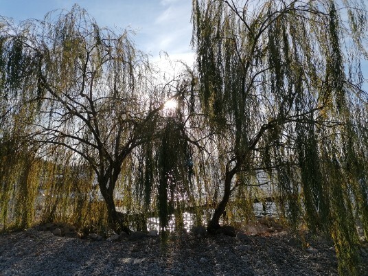 tramonti e alberi e riflessi luce tramonti e alberi e riflessi luce
