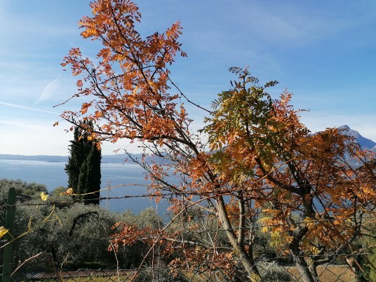 Panorami Panorami